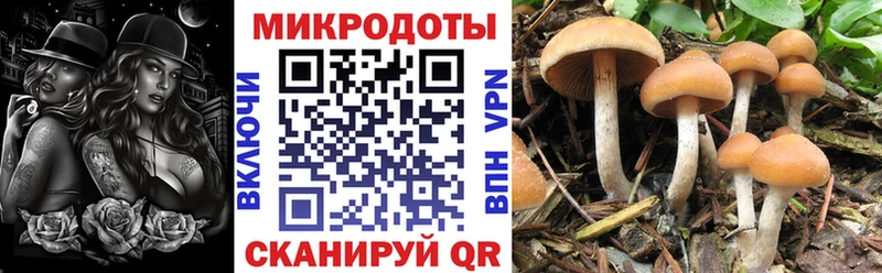 kraken ТОР  Ясный  Галлюциногенные грибы Magic Shrooms  купить наркоту 